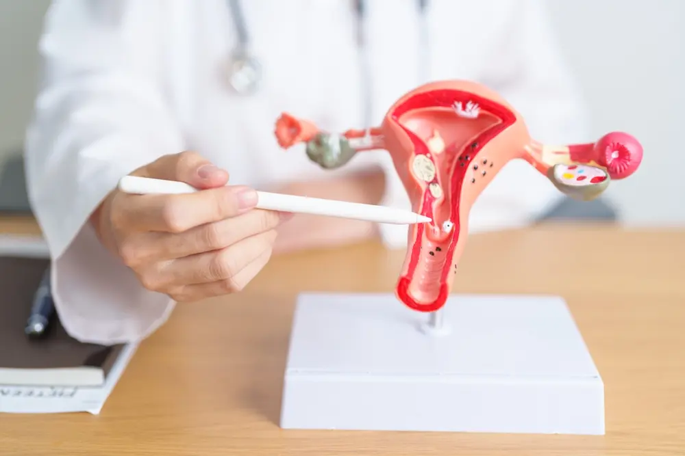 doctor uterus anatomy